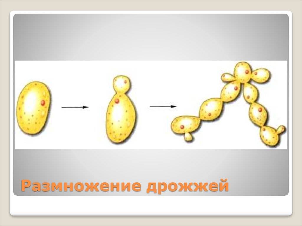 Дрожжи как размножаются? способы размножения дрожжей