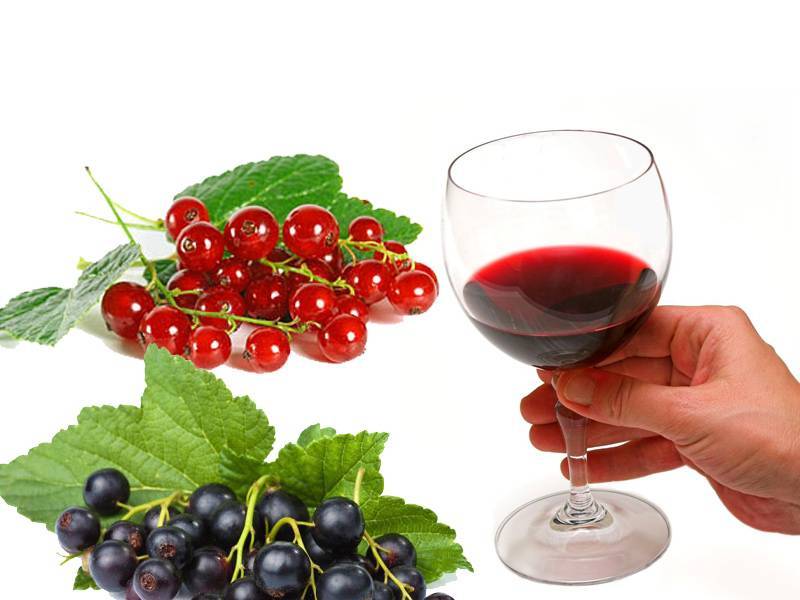 Как сделать вино из красной, чёрной или белой смородины в домашних условиях - лайфхакер