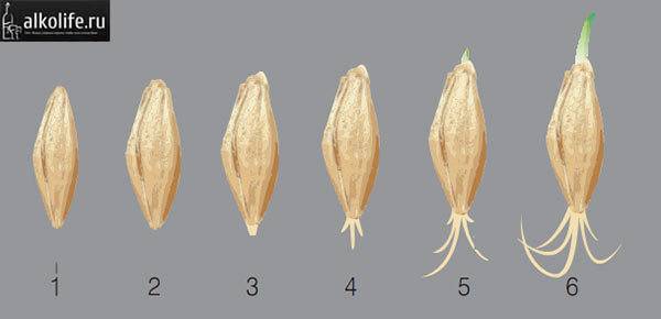 Прорастание ячменя картинки
