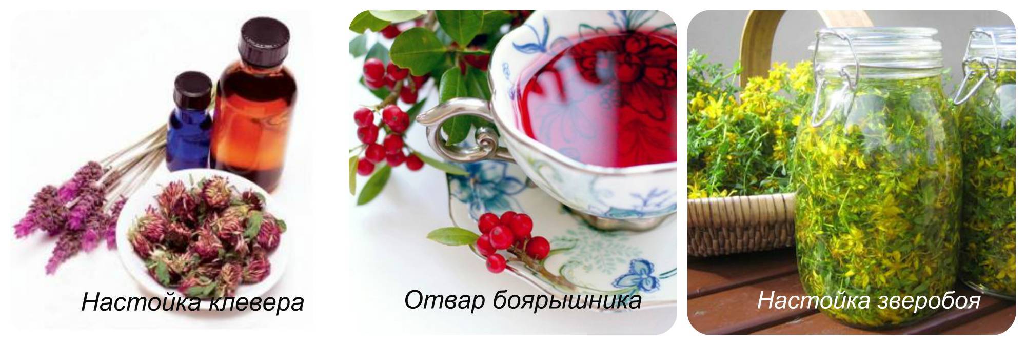 Как заваривать клевер для чистки сосудов - лечимсясами