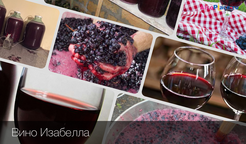 Вино из винограда изабелла в домашних условиях - 5 простых рецептов с фото пошагово