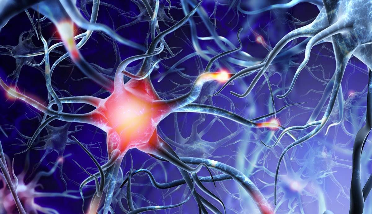 Нервные клетки не восстанавливаются! миф или правда?