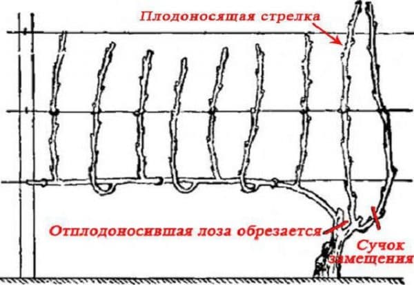 Как правильно обрезать виноград весной для начинающих схема фото пошагово в домашних условиях