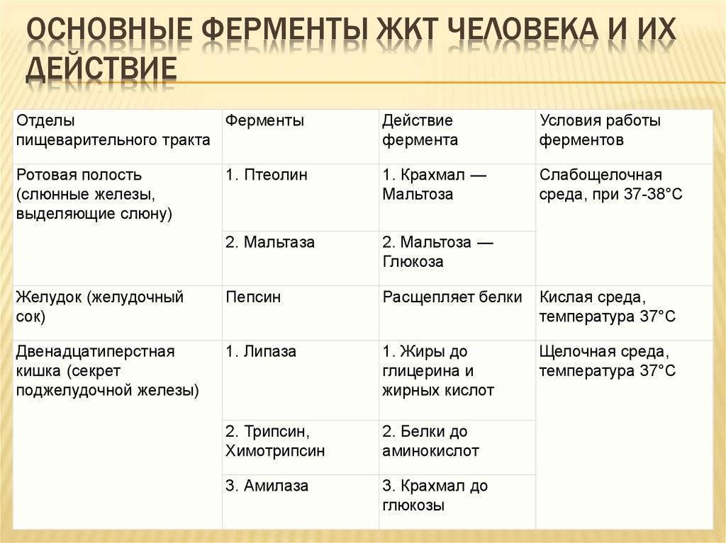 Какой цифрой на рисунке обозначен орган где заканчиваются процессы расщепление пищи ферментами