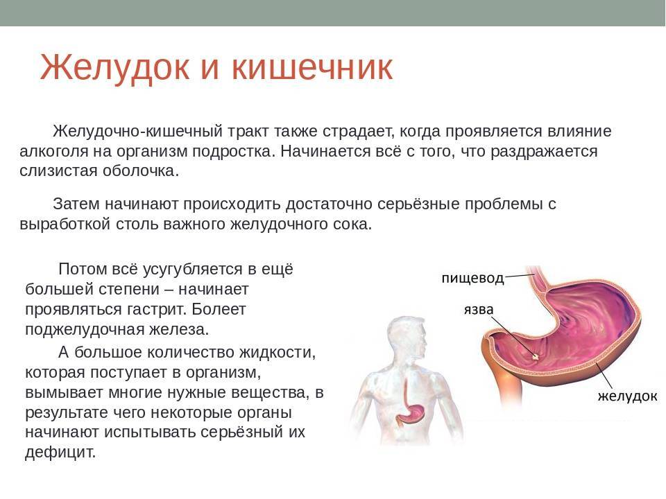 Можно ли оказать. Влияние спиртов на желудочно кишечный тракт. Влияние алкоголя на желудочно-кишечный тракт. Действие алкоголя на пищеварительный тракт.