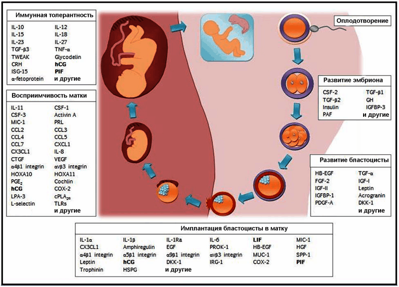 Как повысить вероятность успешной имплантации эмбриона в матку