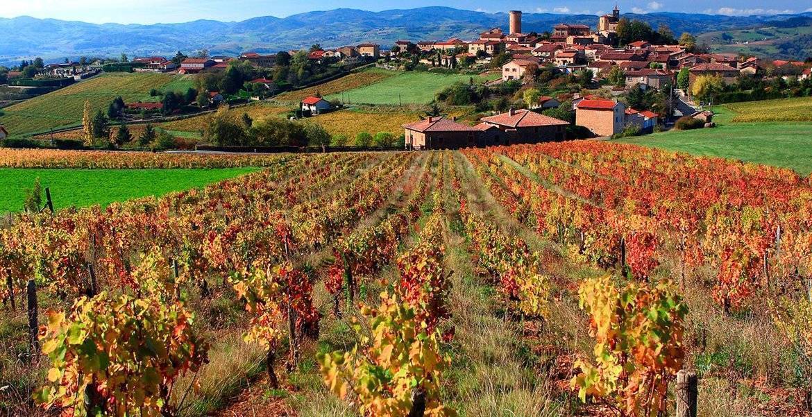Виноделие в регионе божоле (beaujolais) во франции: районы, вина и сорта винограда