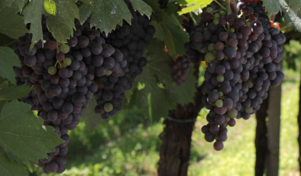 Гарнача (гренаш, garnacha, grenache) - сорт винограда, вино испания
