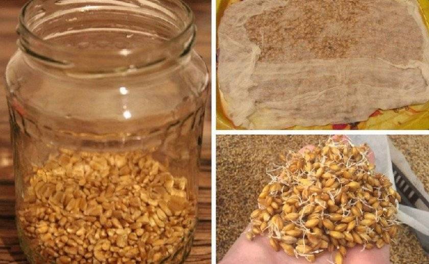Самогон из ячменя: простой рецепт в домашних условиях, как сделать брагу без дрожжей и проращивания