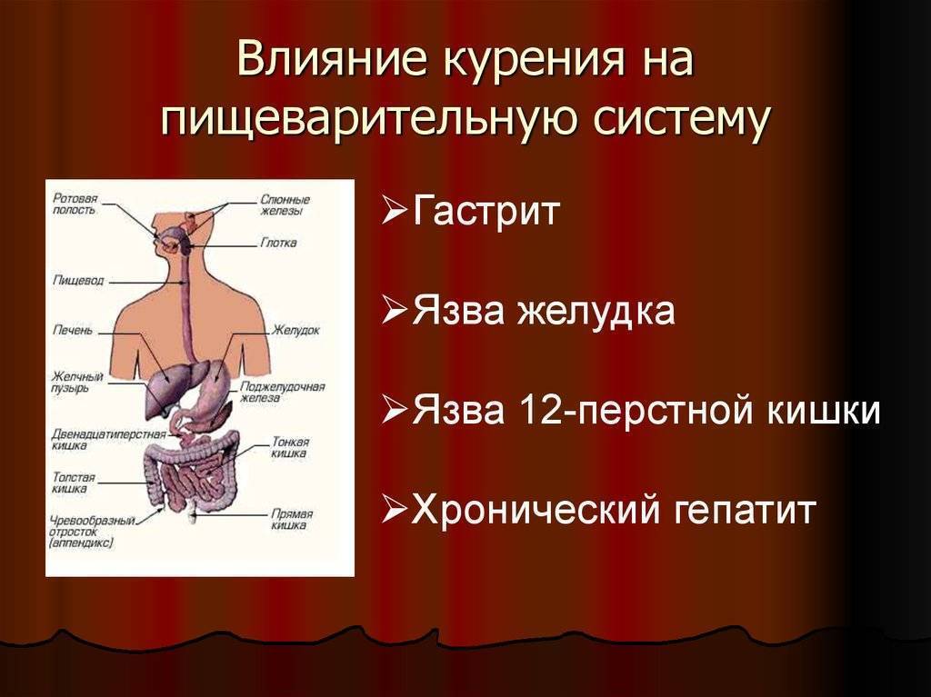 Печень влияет на желудок. Влияние никотина на пищеварительную систему. Воздействие курения на пищеварительную систему. Влияние курения на органы пищеварения. Влияние табакокурения на пищеварительную систему.