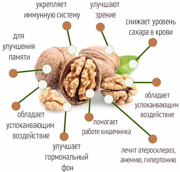 Польза перегородок грецкого ореха — от каких болезней помогает, как применять