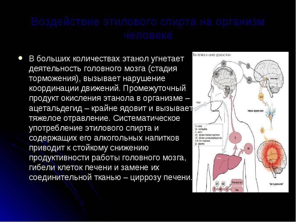 Влияние этилового спирта на организм человека проект