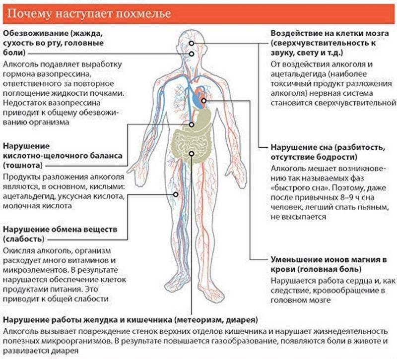 Как правильно выпивать без похмелья