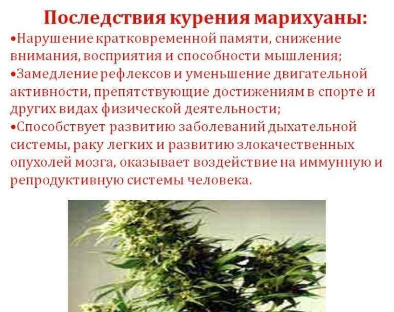 Я курила марихуаны во время беременности песня мама ма марихуана