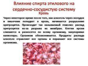 Алкоголь разжижает или сгущает кровь | vrednuga.ru