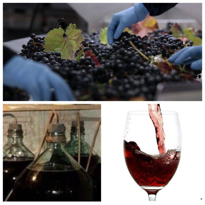 Вино из винограда в домашних условиях 6 рецептов для всех