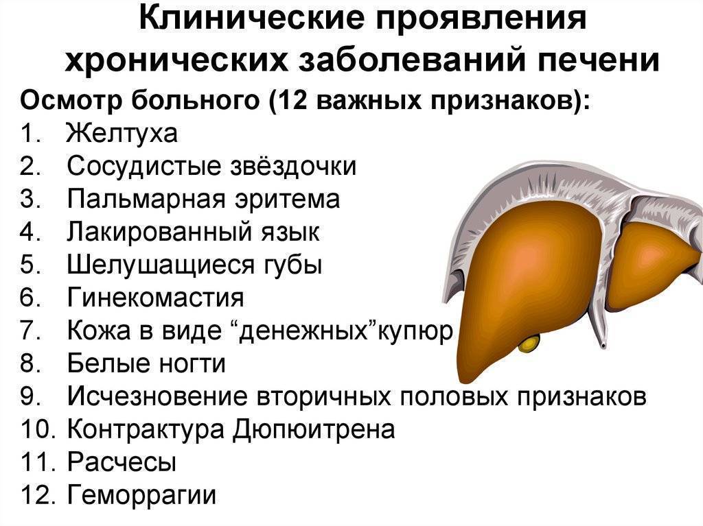 Печень: функции органа и признаки нарушения его работы, народные