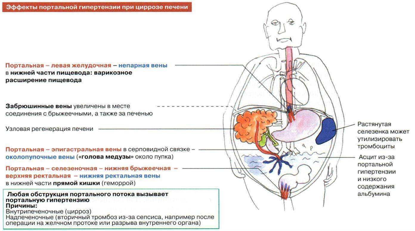 вена печень