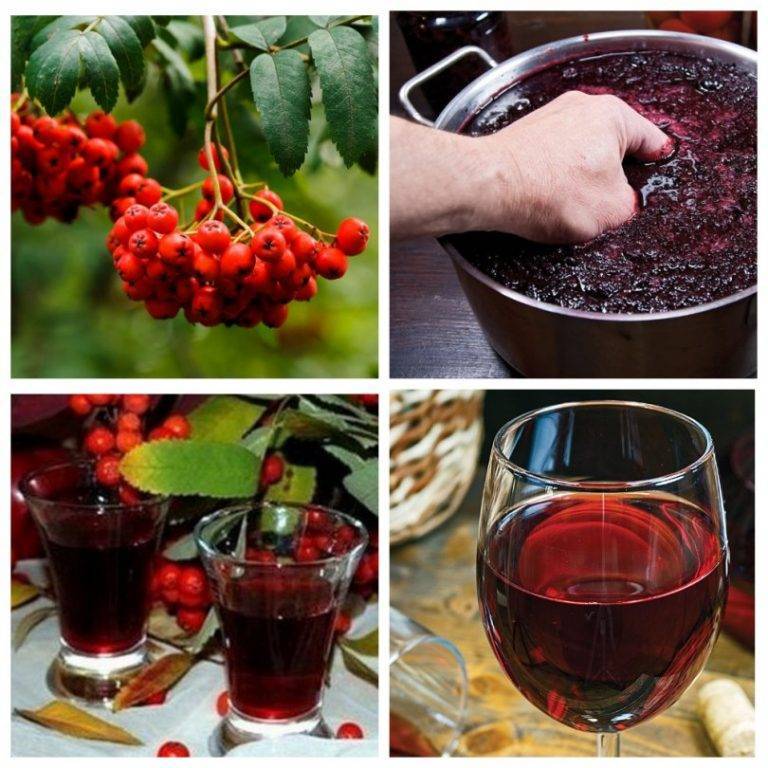 Приготовление рябинового вина, варианты рецептов приготовления в домашних условиях