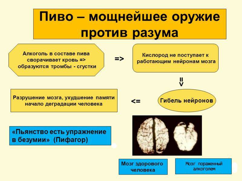 Влияние пива на стул