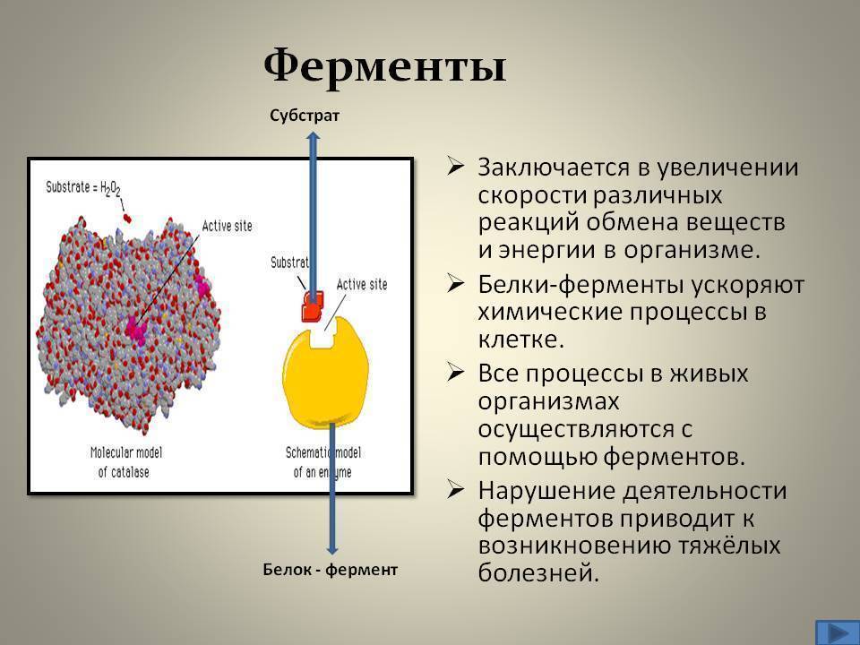 Какой процесс происходит в органе изображенном на рисунке печень ферментативное расщепление крахмала