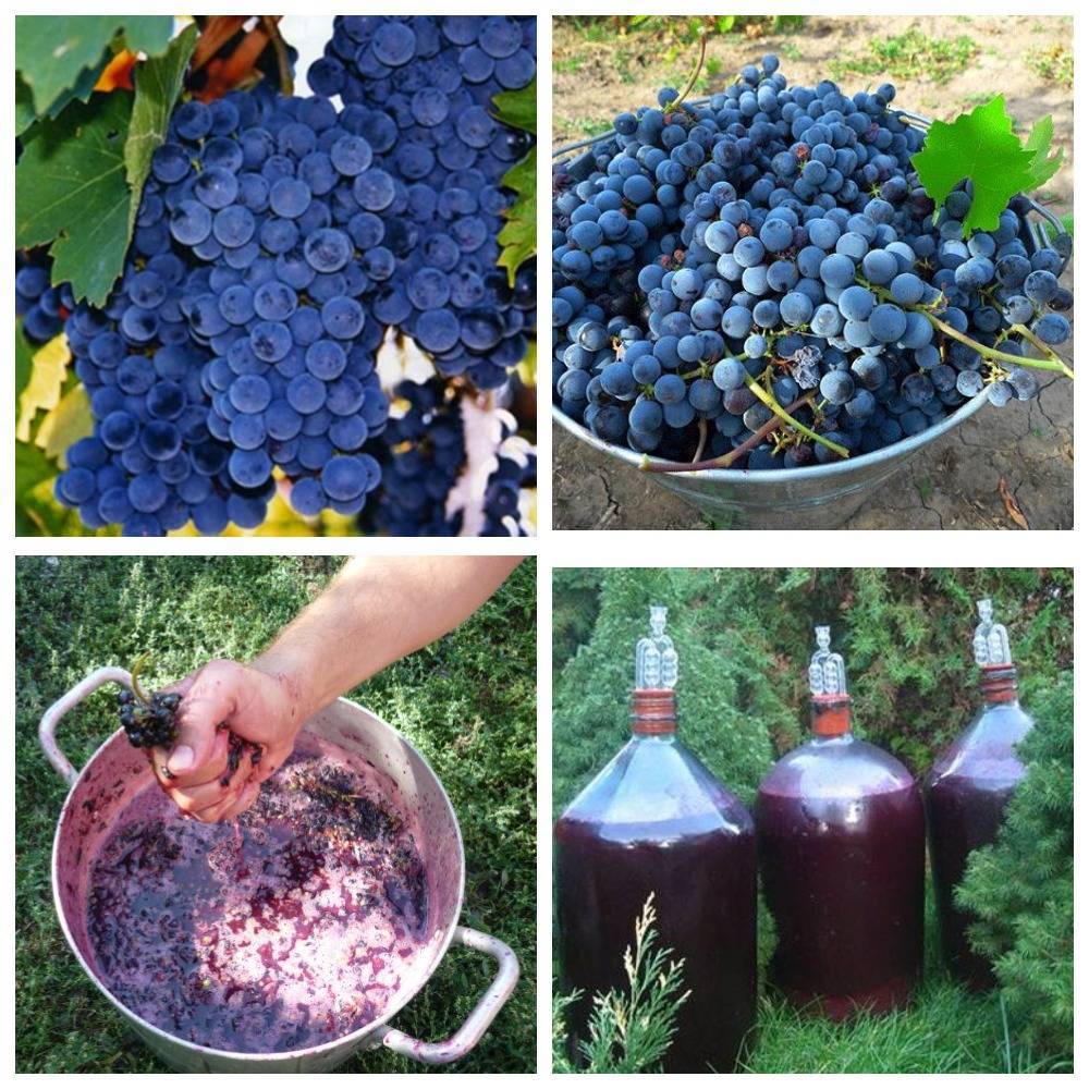 Как сделать вино из домашнего винограда изабелла своими руками