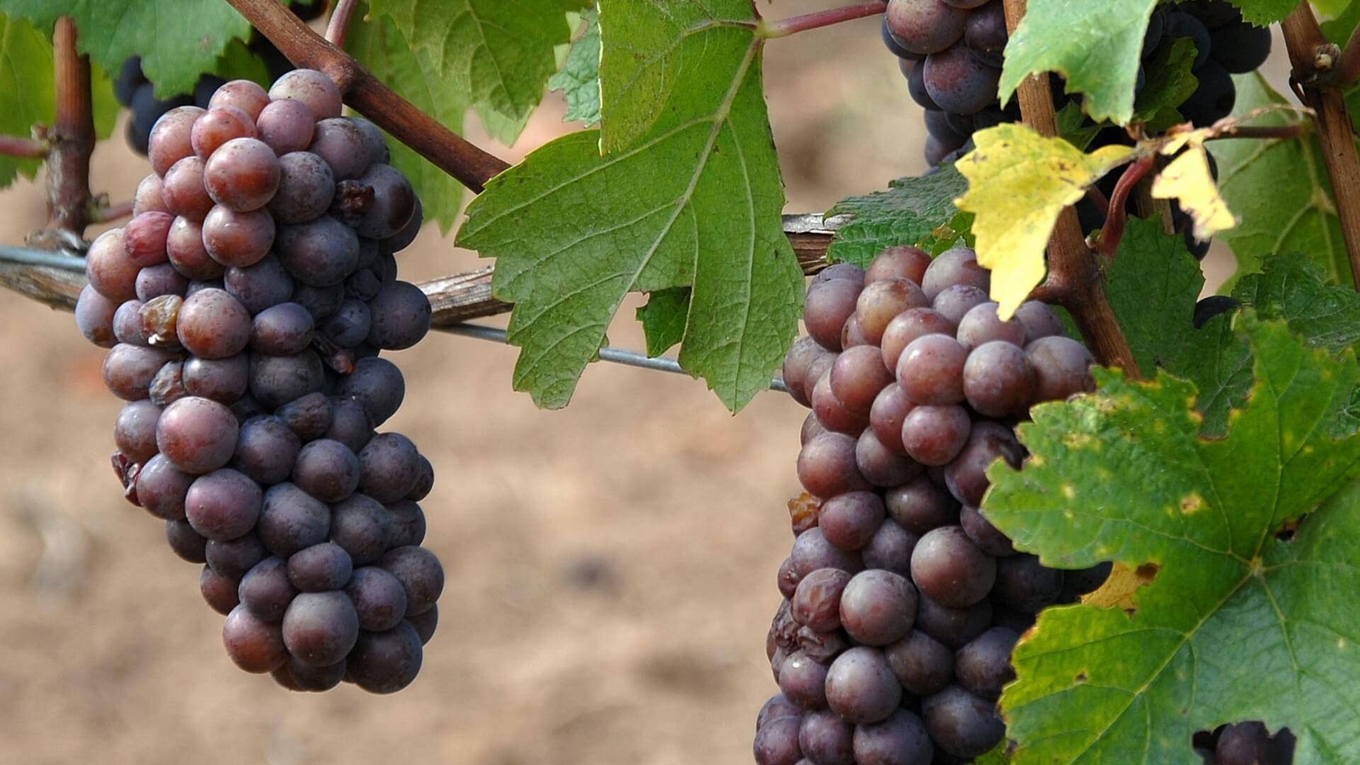 Основные сорта винограда для виноделия