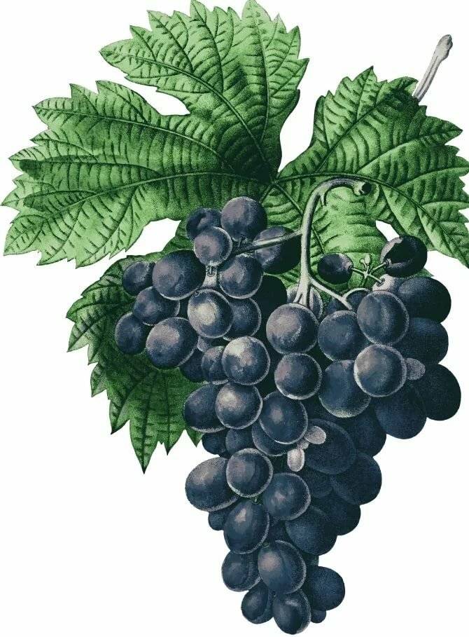 Грузинское вино саперави, как выбрать и правильно употреблять?