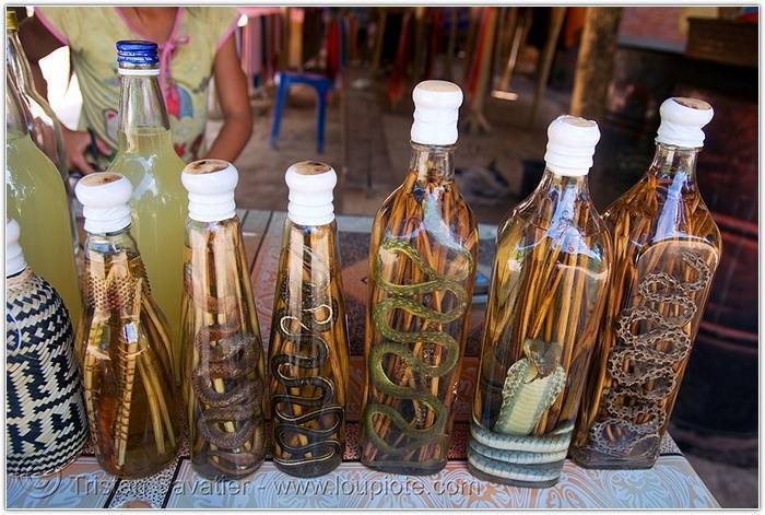 Алкоголь со змеей в бутылке. китайская настойка на змее. целебные свойства и показания к применению