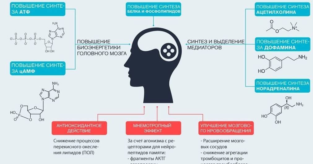 Ноотропные препараты презентация