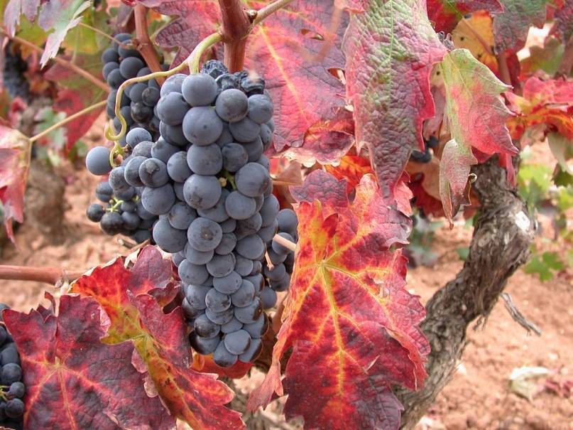Виноград темпранильо: описание сорта, фото, отзывы