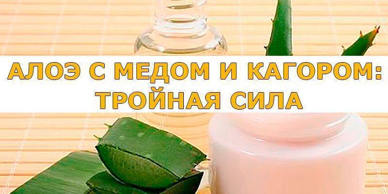 Лечебные свойства и противопоказания алоэ вера с медом. рецепты приготовления целебных средств