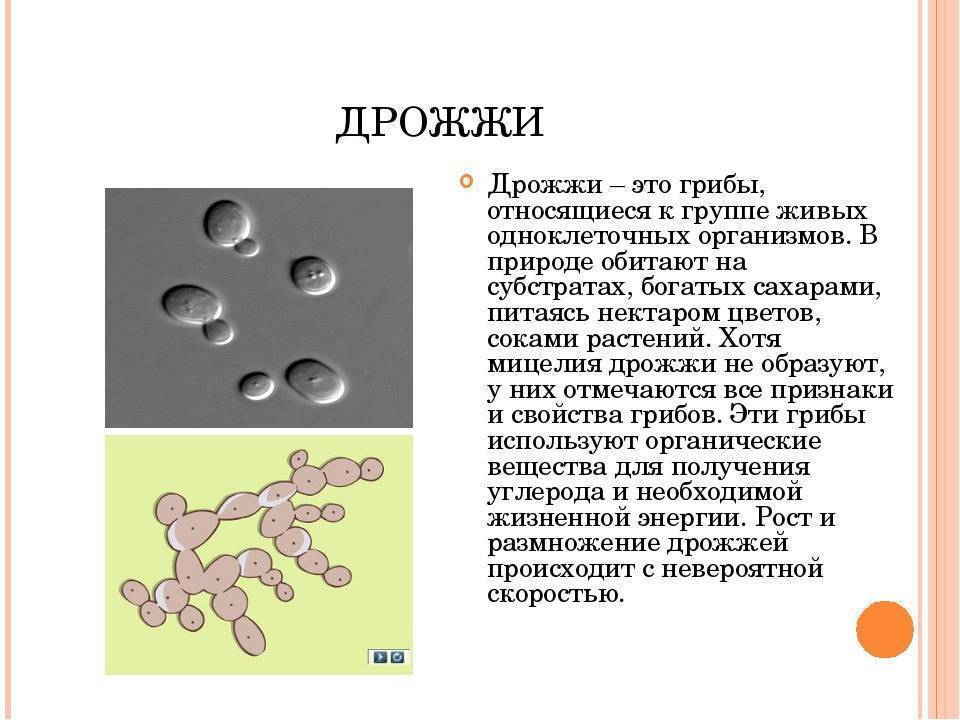 Представители какой группы организмов изображен на рисунке одноклеточных грибов