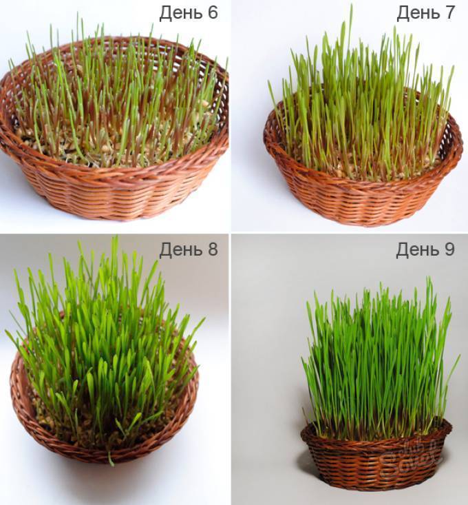 Как прорастить пшеницу в домашних условиях для еды людям пошагово с картинками для начинающих видео