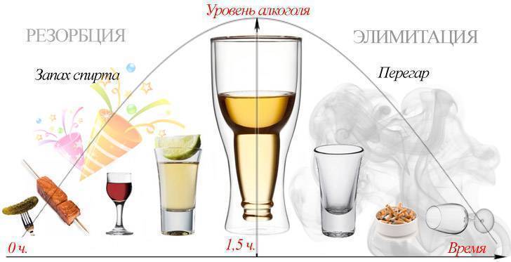 Сколько держится перегар от водки и пива: таблица выветривания алкоголя, через сколько проходит запах от коньяка и шампанского