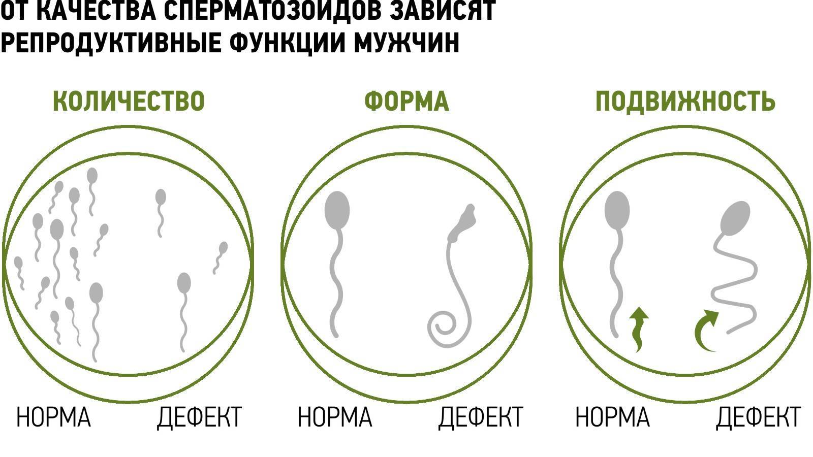 какая должна быть сперма и количество (120) фото