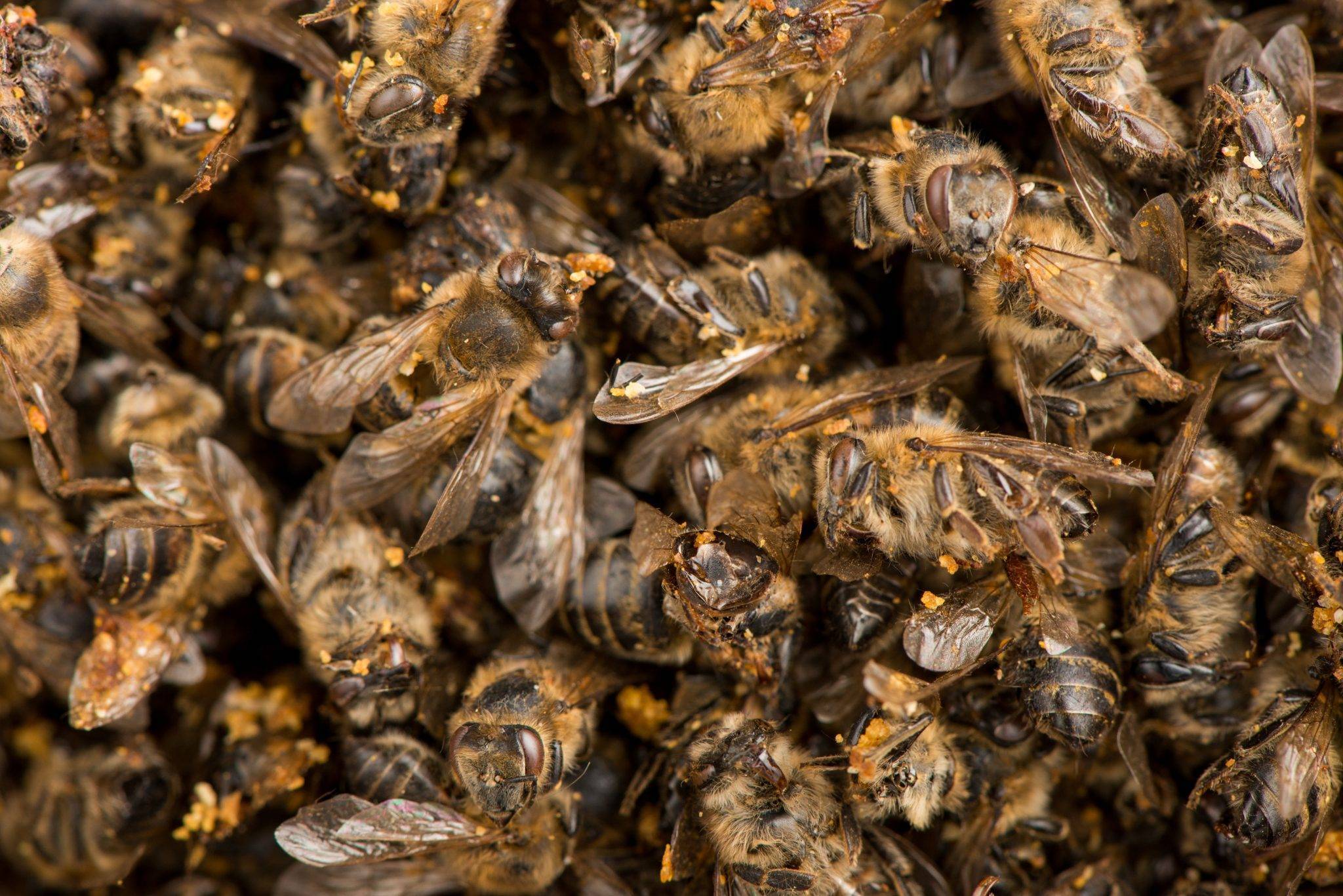 Пчелиный подмор: настойка на водке, при каких заболеваниях, рецепт и применение.