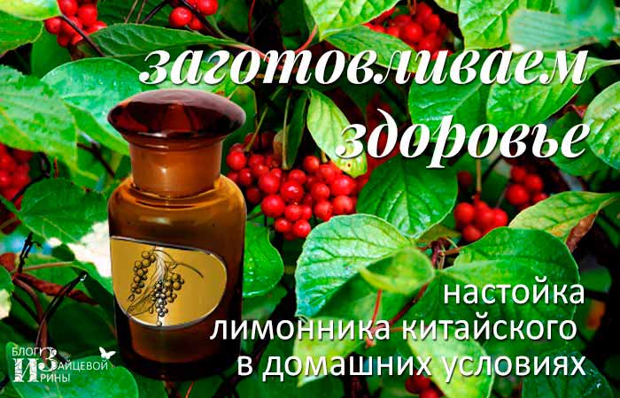 Настойка из лимонника: 4 рецепта + свойства и применение