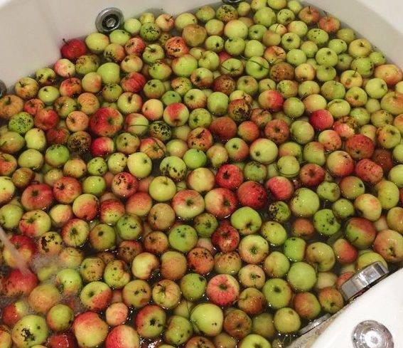 Домашний сидр – рецепт и технология приготовления из яблок