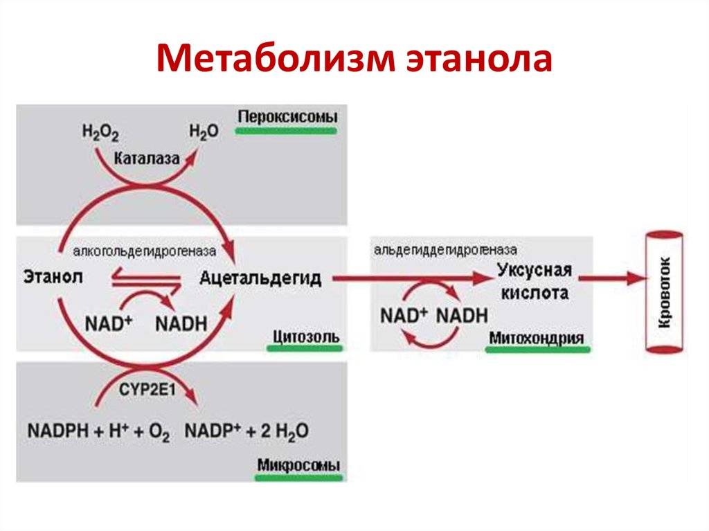 Обмена действия. Схема катаболизма этанола. Общая схема метаболизма этанола. Схема утилизации этанола в печени. Схема распада этанола биохимия.