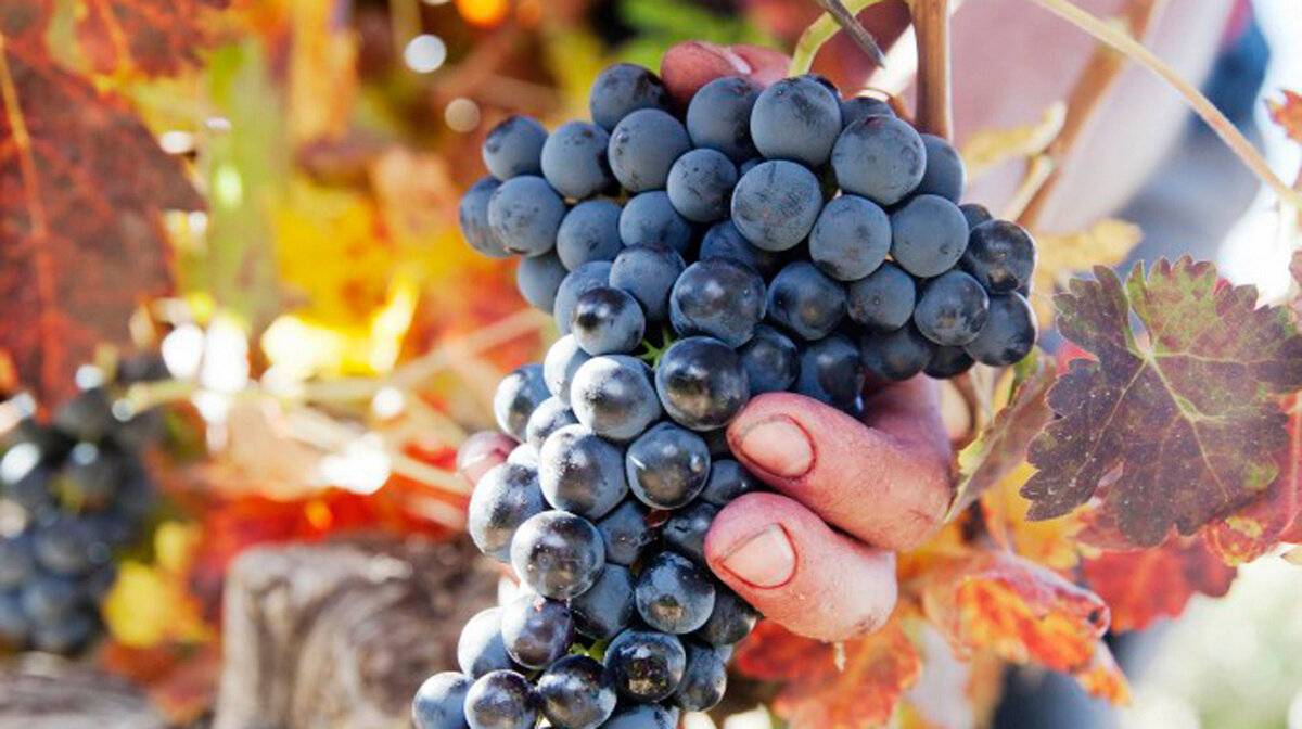 Сорт винограда темпранильо описание и вкусовые характеристики вина выращивание