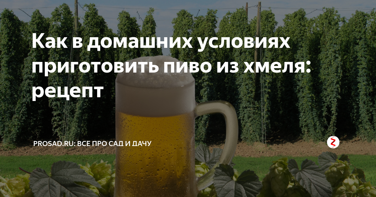 Готовим домашнее пиво без хмеля