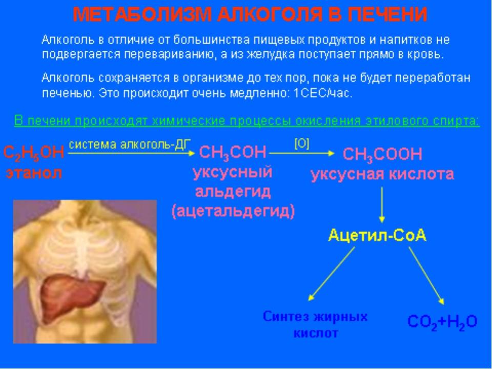 Интоксикация продуктами распада. Разложение этанола в печени. Расщепление этанола в печени. Разложение спирта в организме.