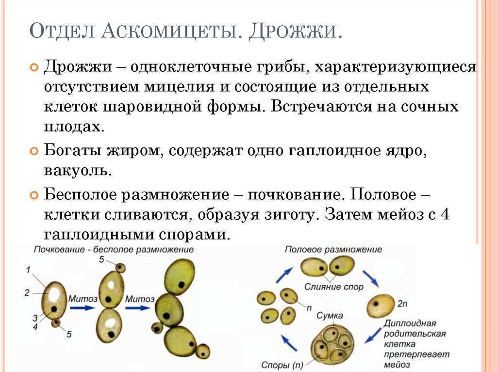 Проект дрожжи 4 класс