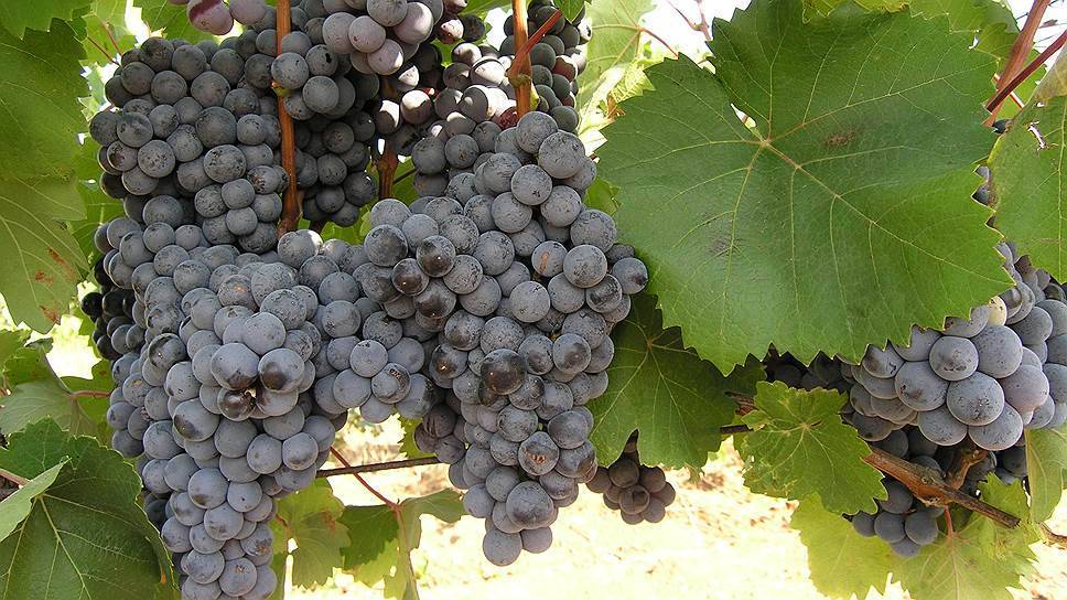 В крыму возрождают автохтонные сорта винограда, выведенные на полуострове