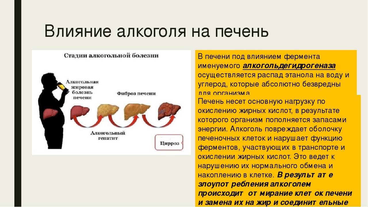 Влияние алкоголя на почки презентация