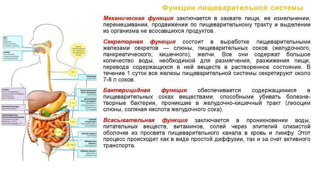 Этапы пищеварения у человека схема