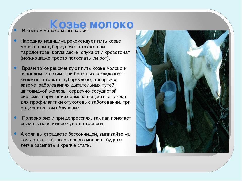 Чем полезно козье молоко и кому оно может быть вредно — самый подробный обзор всех свойств напитка