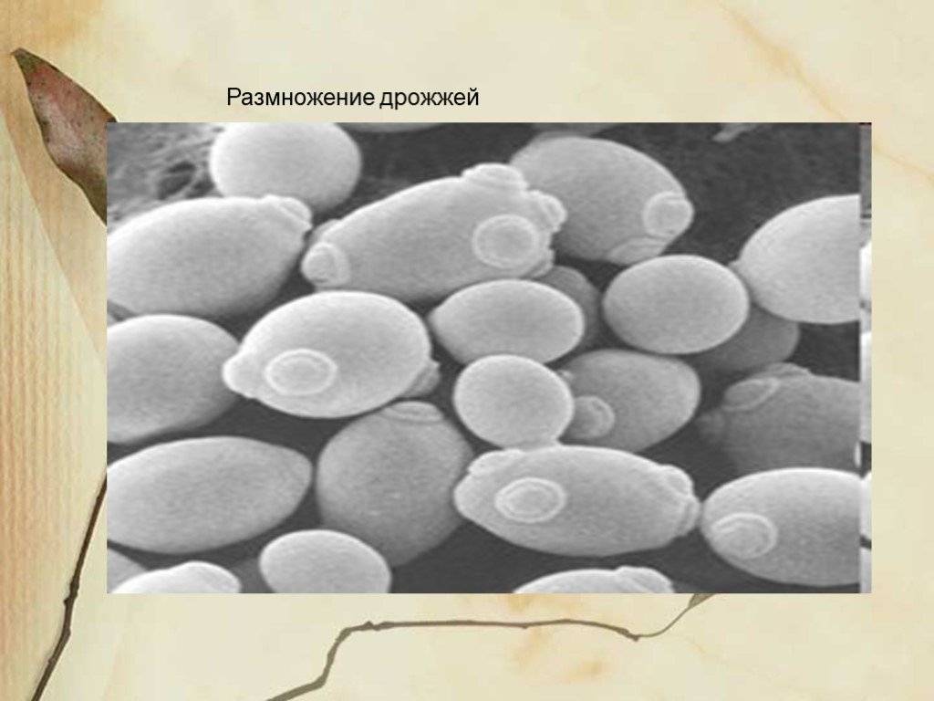 Дрожжи живые организмы