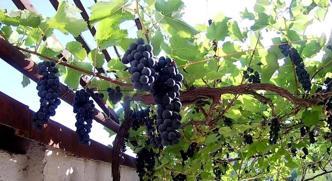 Выращивание винограда – уход и секрет крупных гроздей – 4 сезона огородника
